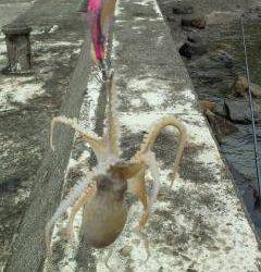 エギングでランガン、釣果はアオリイカとタコ