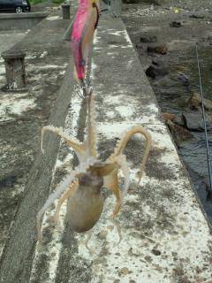 エギングでランガン、釣果はアオリイカとタコ