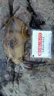 小島漁港でエギング　爆風の中諦めず良型2ハ…