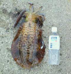 小島漁港でエギング　爆風の中諦めず良型2ハイ(*^^)v