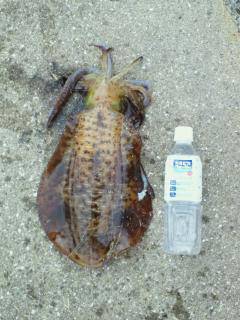 小島漁港でエギング　爆風の中諦めず良型2ハイ(*^^)v