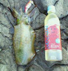 エギングでランガン、釣果はアオリイカとタコ