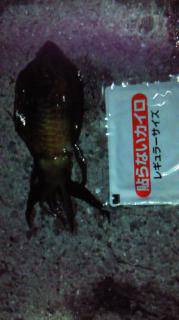 淡輪漁港でエギング　300gのアオリイカ2…