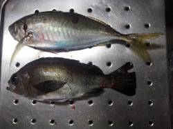 とっとパーク小島でグレ・メバル・アジ