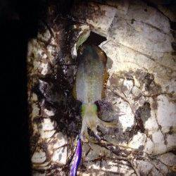 太地でのエギング釣果