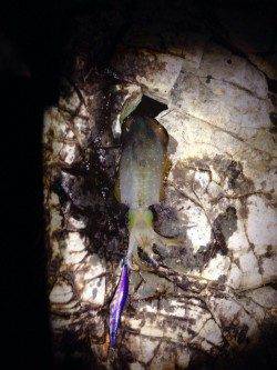 太地でのエギング釣果