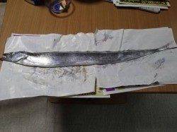 青岸でタチウオワインド、指4本サイズがヒット！