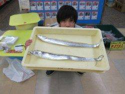 夕方の時合にタチウオ2本連続ヒット、日中はシーバスも♪