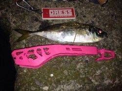 大阪南港、デカアジが回ってきて良い感じ♪