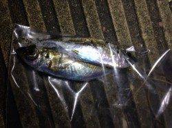 大阪南港、釣り人でイッパイです!