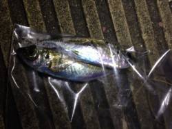 大阪南港、釣り人でイッパイです！