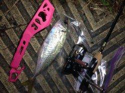 大阪南港27cmのデカアジ！！