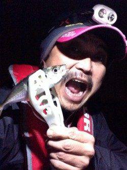 大阪南港、アジいい感じで釣れています!