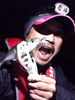 大阪南港、アジいい感じで釣れています！