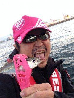 舞洲でのアジング釣果