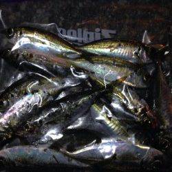 大阪南港でアジング、かなり釣りやすかったです