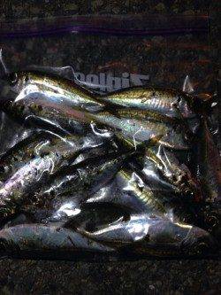 大阪南港でアジング、かなり釣りやすかったです