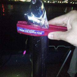 神戸港でタチウオをゲット！