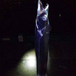 神戸港でのタチウオウキ釣り