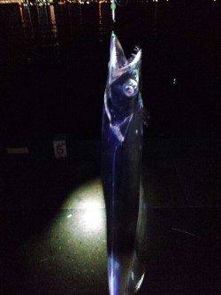 神戸港でのタチウオウキ釣り