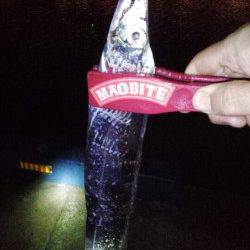 神戸港でのタチウオウキ釣り