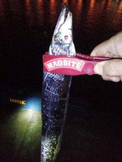 神戸港でのタチウオウキ釣り