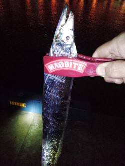 神戸港でのタチウオウキ釣り