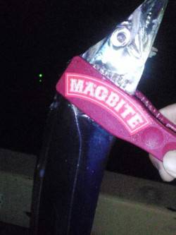 タチウオのウキ釣り、アタリが多く有り楽しめ…