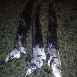 タチウオのウキ釣り、アタリが多く有り楽しめました♪