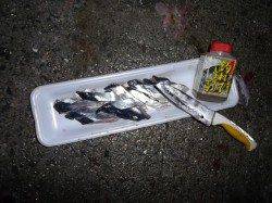 小浦一文字でタチウオ爆釣！ ノマセでメジロも！！