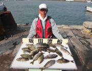 【31日】黒島の磯釣果　良型のアイゴとグレ…
