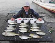 黒島の磯、さけかすを使ってアイゴ【17匹】…