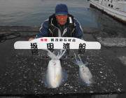 エギングで1.4kgヤエンで1.5kgの良型アオリイカ釣れてます！