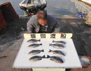 磯のフカセ釣り釣果　グレ・アイゴ