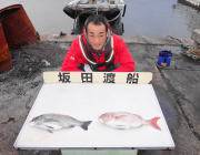 黒島の筏でマダイ&チヌ　サシエはサ…