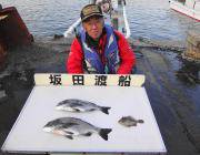 黒島の磯でナイスサイズのチヌ