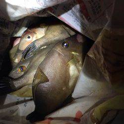 カワハギが食べたくなって神戸空港へ釣行