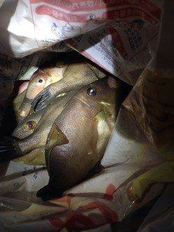 カワハギが食べたくなって神戸空港へ釣行