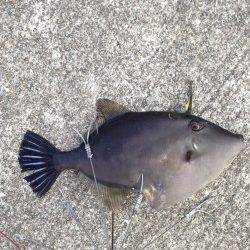 カワハギが食べたくなって神戸空港へ釣行