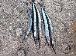 南芦屋浜でサヨリ釣り、サイズは20cm強でした。