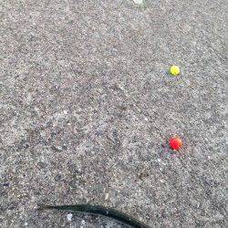 南芦屋浜でサヨリ釣り、サイズは20cm強でした。