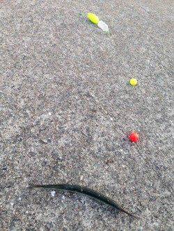 南芦屋浜でサヨリ釣り、サイズは20cm強でした。