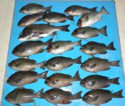 舞鶴田井の磯でグレ35.4cmを頭に18匹…