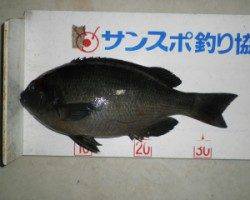 舞鶴田井の磯でグレ35.4cmを頭に18匹、グレ好調です