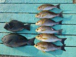 神谷でのカゴ釣り釣果　〜イサギ・グレ・カワハギ〜