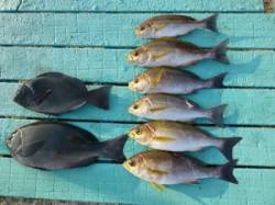 神谷でのカゴ釣り釣果　〜イサギ・グレ・カワ…