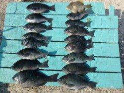 神谷でのカゴ釣り釣果　〜イサギ・グレ・カワハギ〜