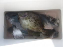 カゴ釣りでグレやイサギが釣れてます☆沖のカ…