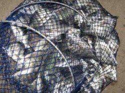 六本裏カセ、丸貝で良型は出るのですが…