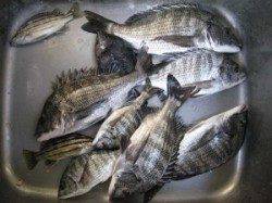 六本裏カセ、丸貝で良型は出るのですが…